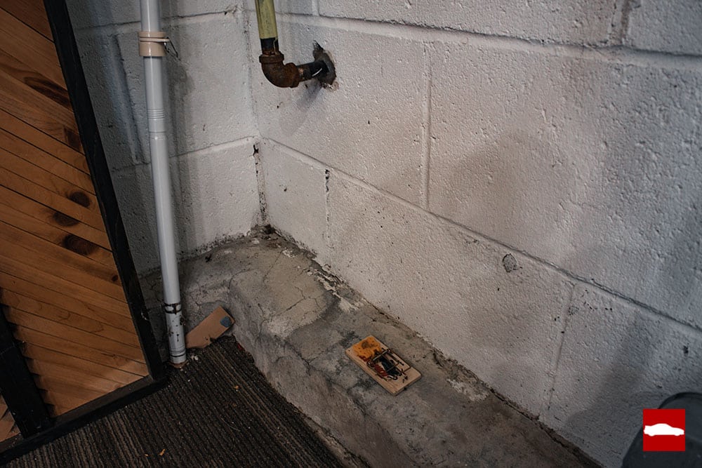 Mouse traps set up on floor of garage